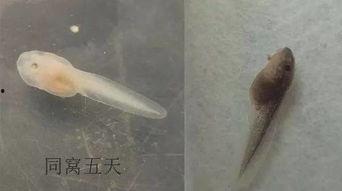 蝌蚪网国产